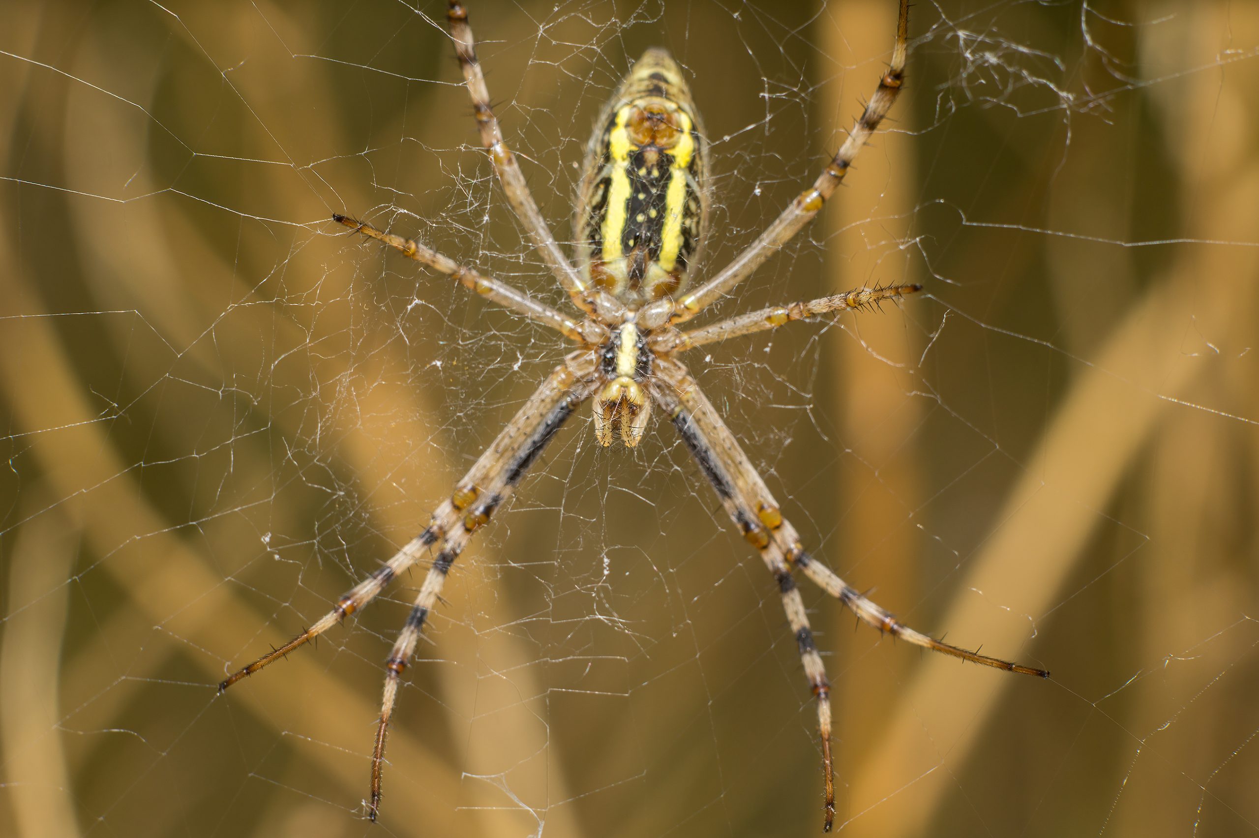 Need help with spiders Houston brings? (Call pros for your spiders Houston trouble and live easy)