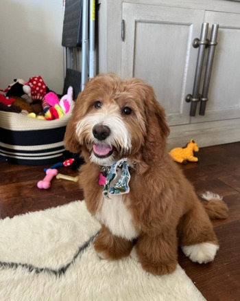 How do you care for a mini f1 goldendoodle? Discover simple tips to keep your furry friend happy.