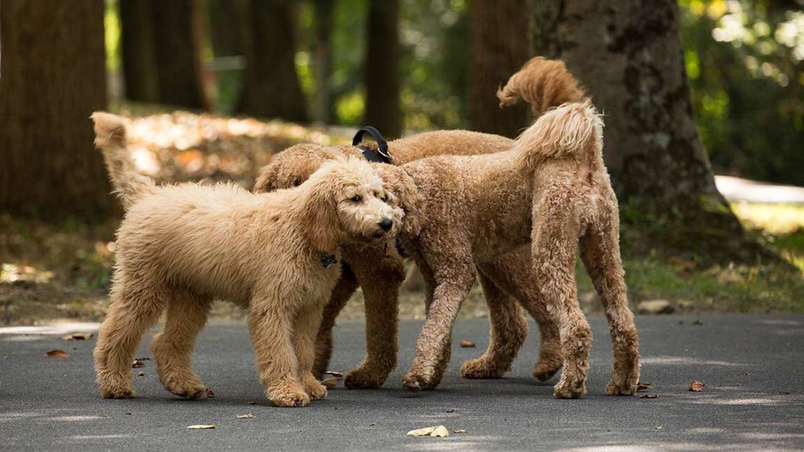 How to train your standard f1 goldendoodle? Understand their smart temperament for easy training sessions.