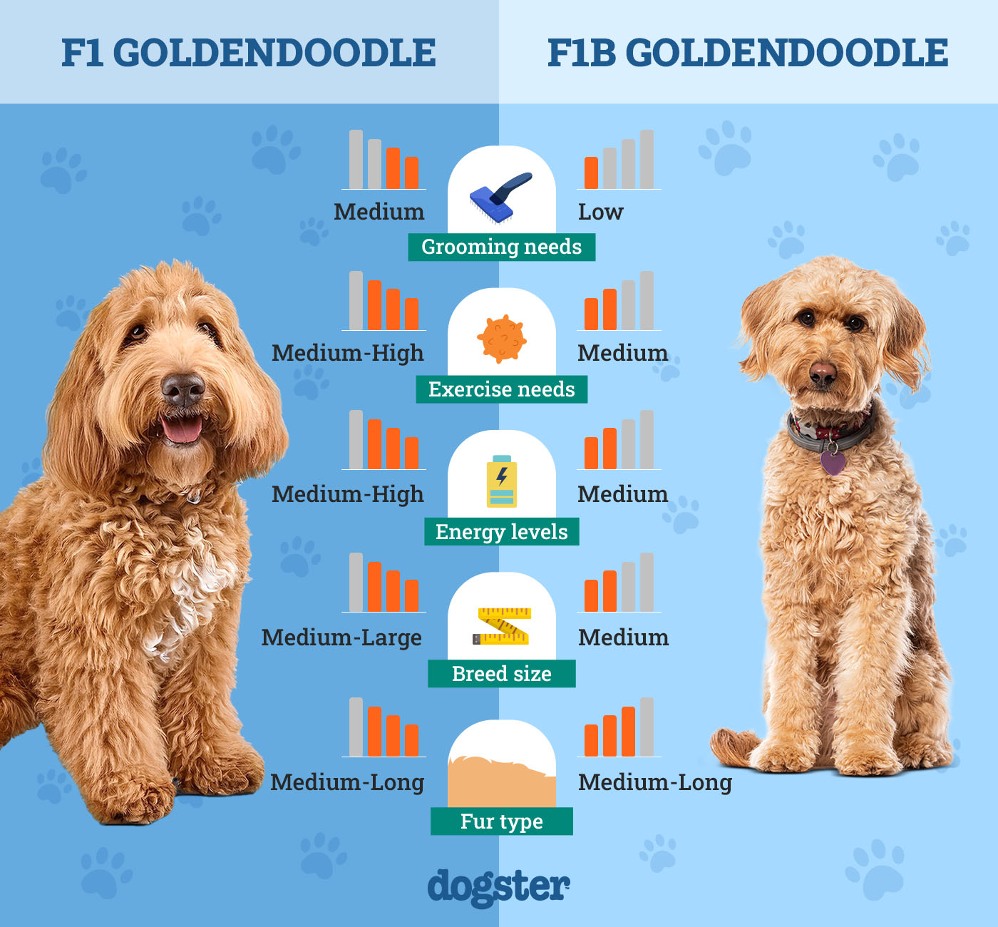 Is a full grown f1 standard goldendoodle the right dog for you? Find out more about this popular breed.