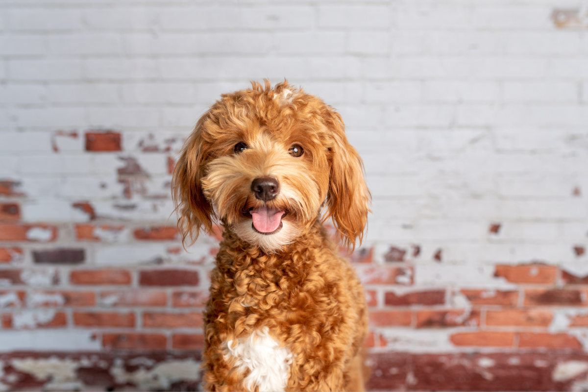 Are mini f1 goldendoodles good with families? Yes they are amazing pets for kids and adults alike!