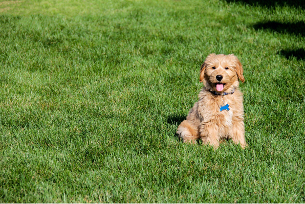 Where to find f1 standard goldendoodles? Smart tips for choosing a healthy and happy puppy!