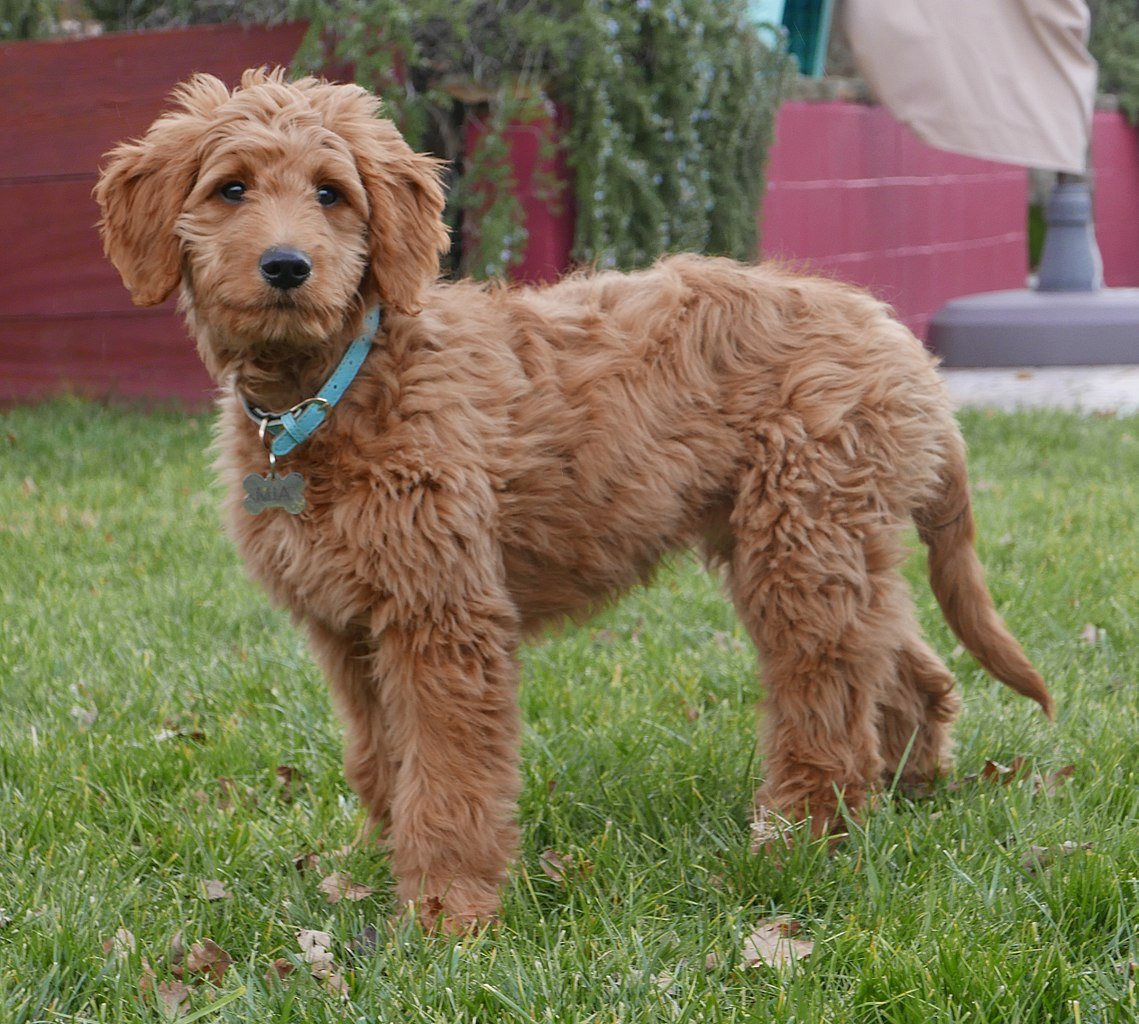 All about your red goldendoodle f1 (Key facts every new owner really needs to know).