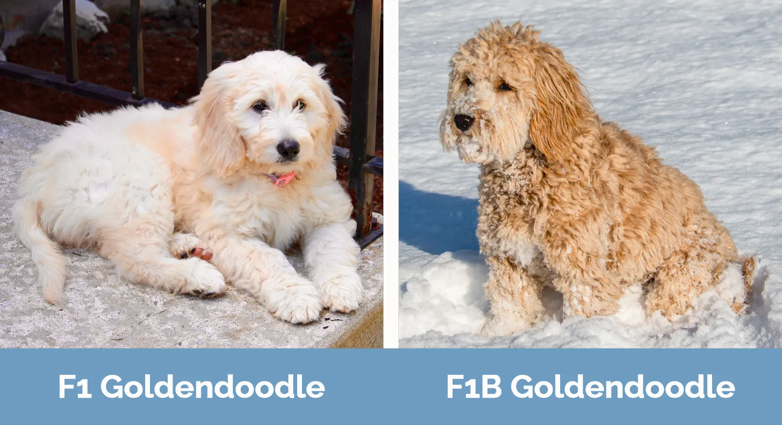 Where to find f1 standard goldendoodles? Smart tips for choosing a healthy and happy puppy!