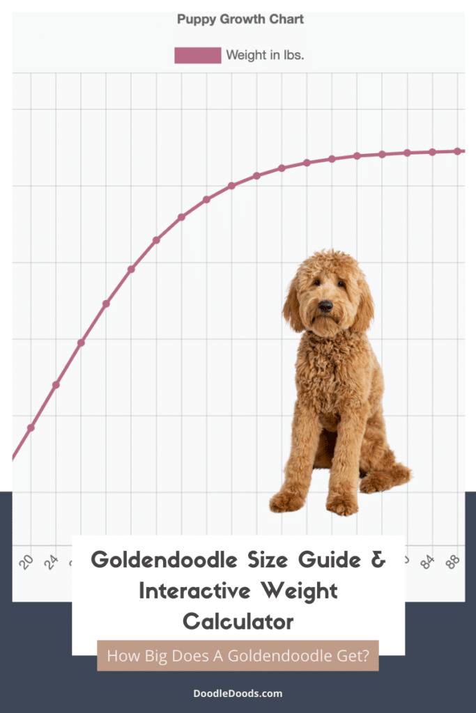 How big does a full grown f1 mini goldendoodle get? Learn their typical adult weight and height.