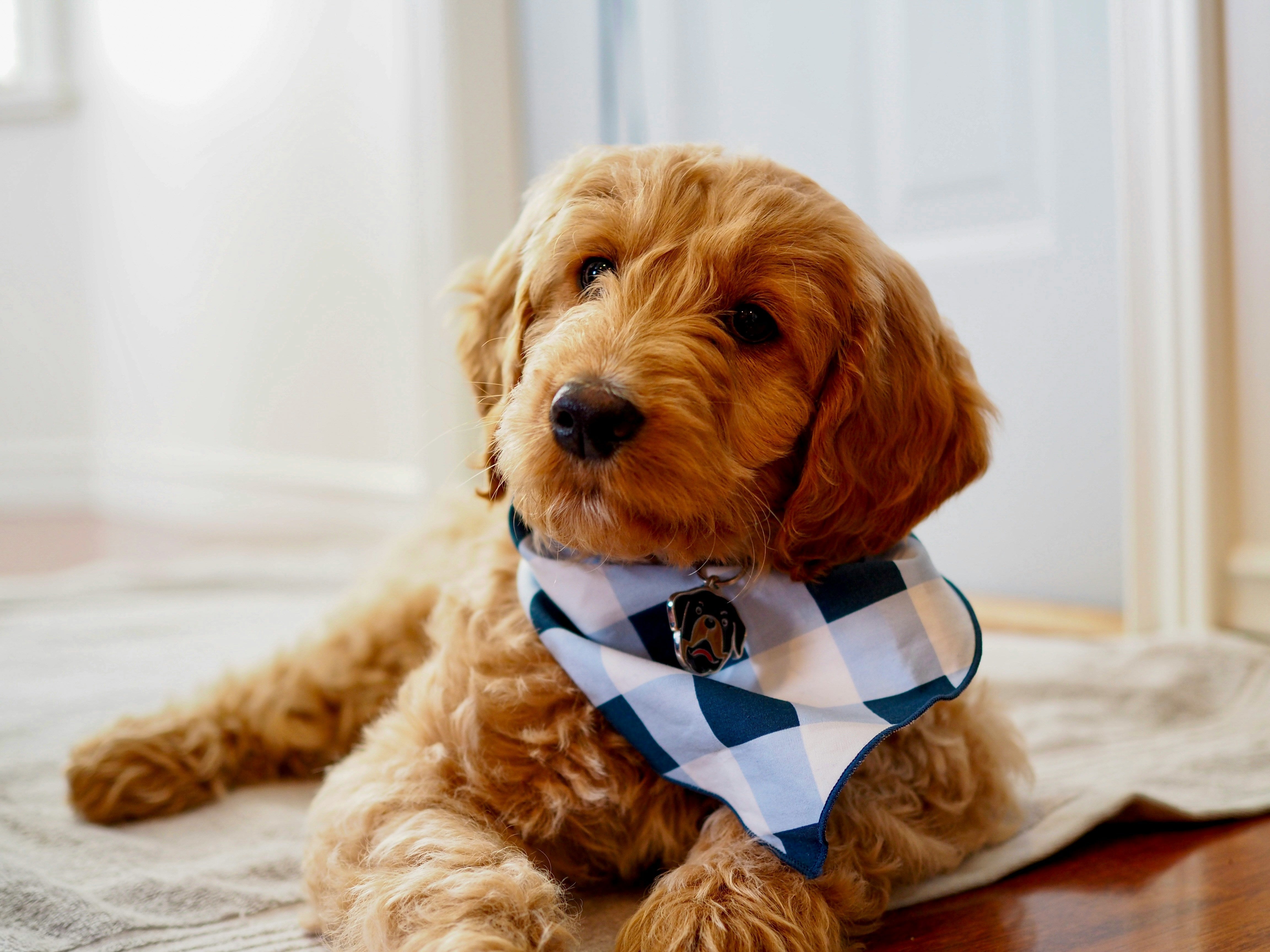 How do you care for a mini f1 goldendoodle? Discover simple tips to keep your furry friend happy.